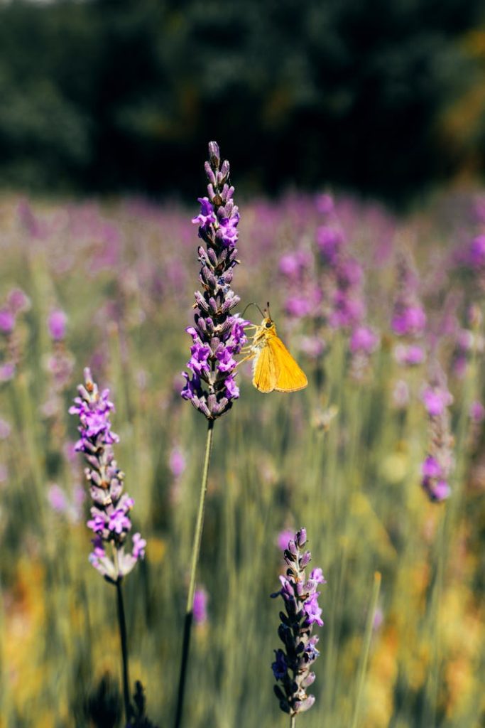 A stunning view of lavender fields in Èze, France, featuring a butterfly.