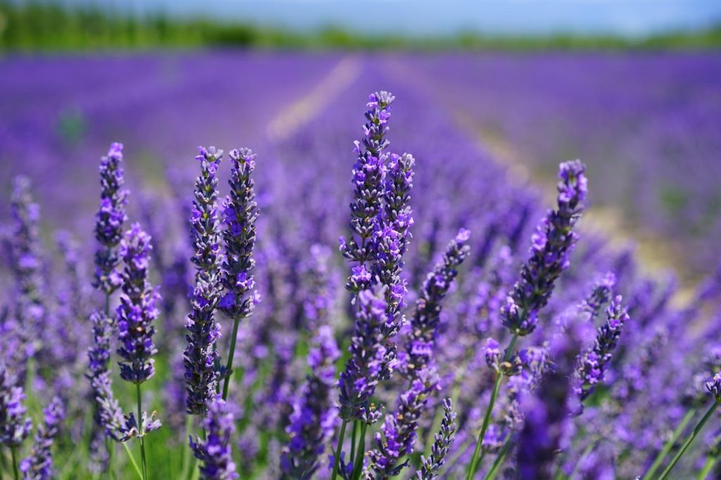 Vibrant purple lavender field in full bloom under a clear blue sky, capturing natures beauty and tranquility.